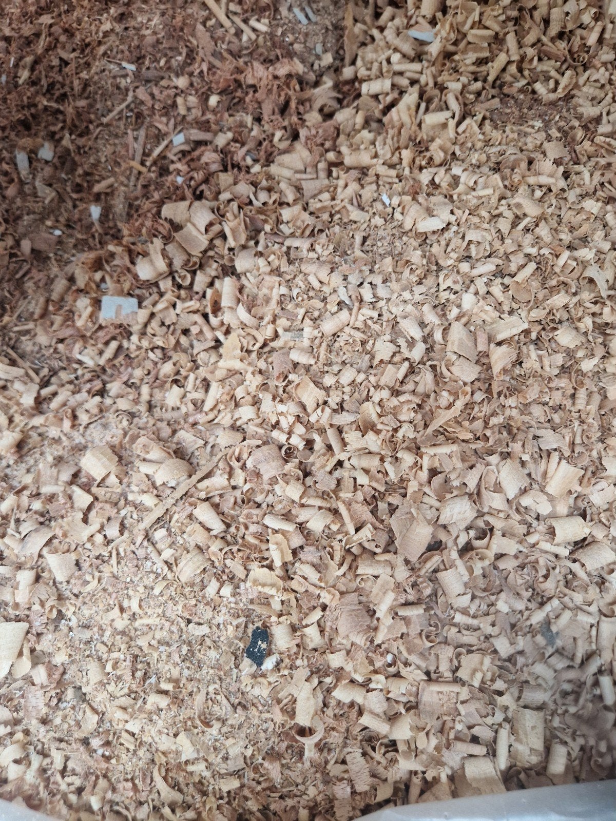 eikenhouten houtkrullen , rookmot, Minder dan 3 m³, Ophalen, Eikenhout