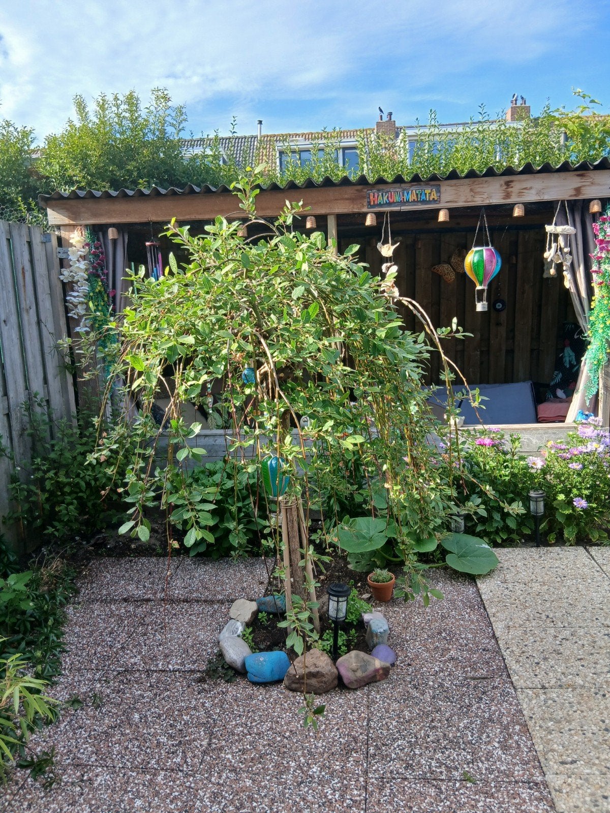 treurwilgje/boompje/plant/struik/op stam, Ophalen of Verzenden, Volle zon, Overige soorten