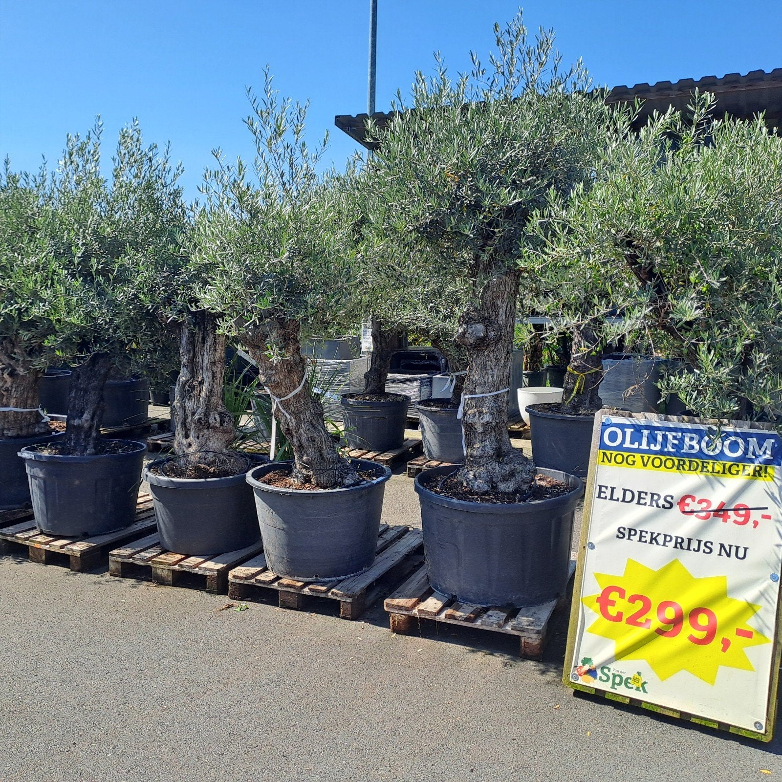 Dikke Olijfbomen nu 299 euro - Tuincentrum van der Spek, Ophalen, Overige soorten, Halfschaduw