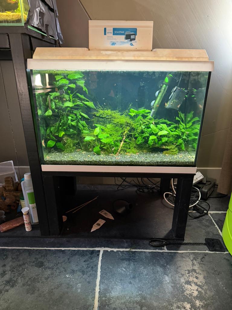 Juwel rio primo 70L startklaar! Met crystal red garnalen, Ophalen, Gevuld zoetwateraquarium, Juwel, Inclusief vissen