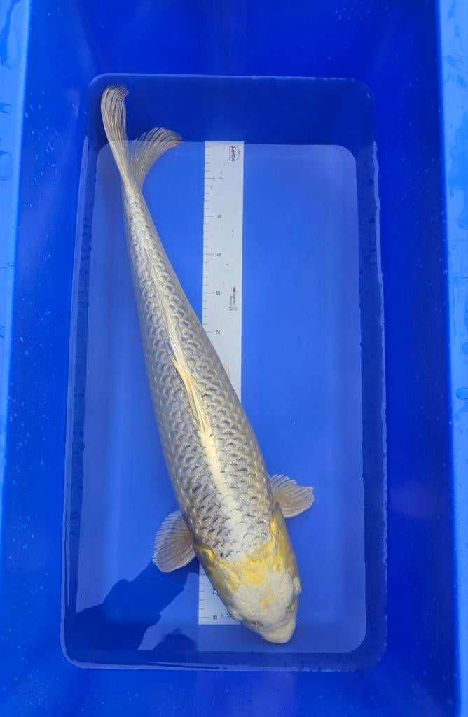 Japanse koi karper Mukashi Ogan 65cm, Karper of Koi