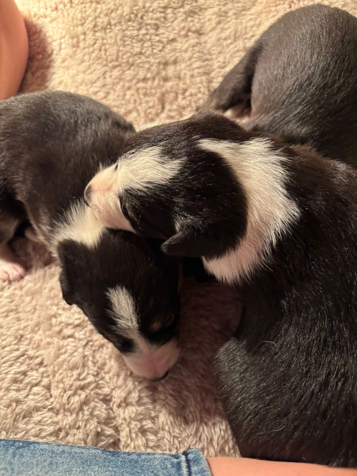 Schattige Bordercolliepups te koop, Parvo, 8 tot 15 weken, Collie, Meerdere