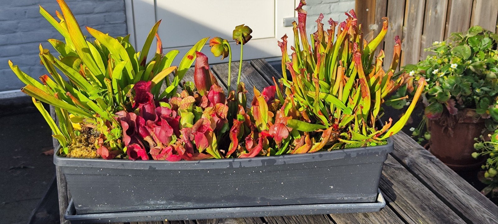 Vleesetende planten: Sarracenia mix in grote pot, Volle zon, Vaste plant, Lente, Ophalen