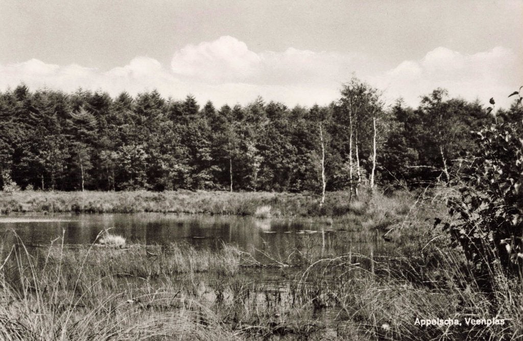Appelscha Veenplas L2982, Ophalen, 1960 tot 1980, Ongelopen, Friesland