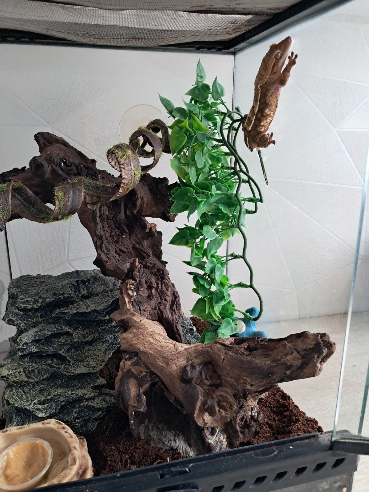 wimpergekko, Ophalen