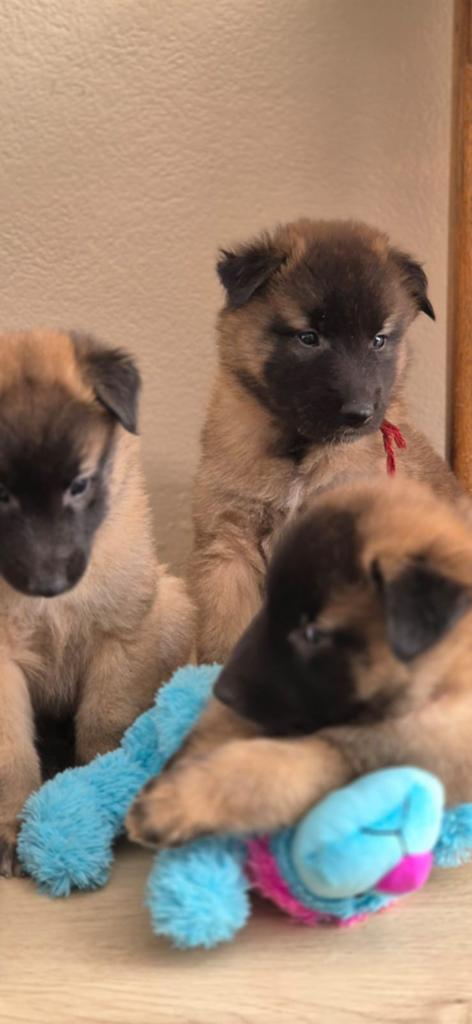 Herder pup-Tervuerense herder- puppy-Belgisch herder-pup, Parvo, 8 tot 15 weken, Teef, Meerdere