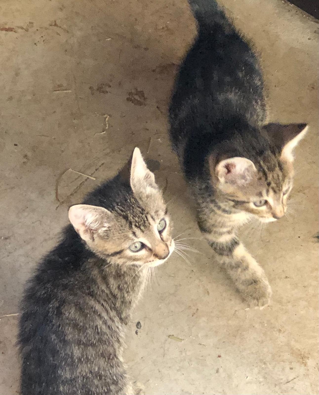 Jonge poesjes te koop, Poes