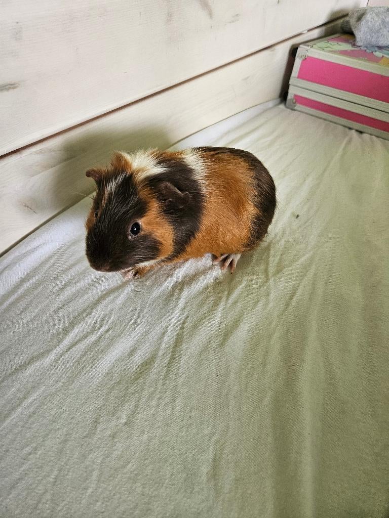 Cavia, Mannelijk, Tam, Maart, Cavia