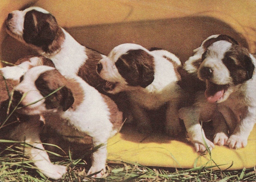 Stint Bernard pup 488, Verzamelen, Ophalen of Verzenden, 1980 tot heden, Gelopen, Hond of Kat