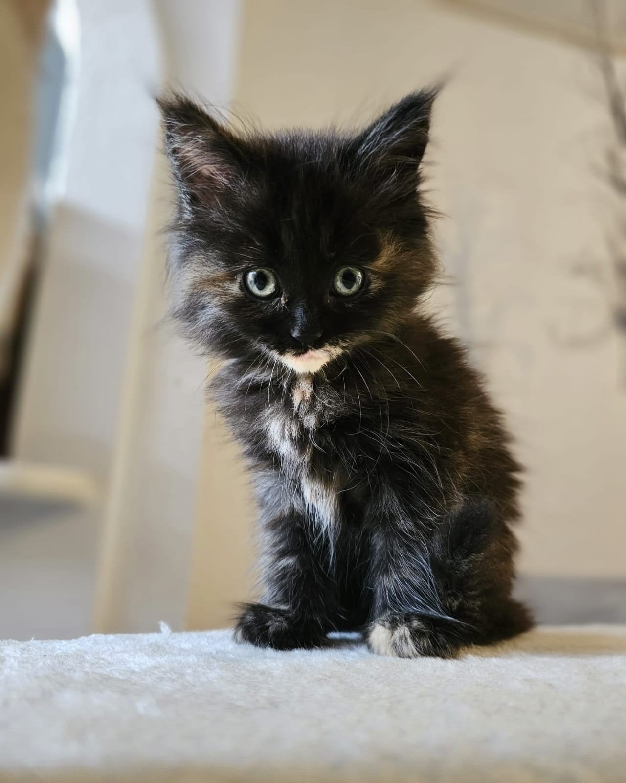 Maine coon x Perzische kittens, Meerdere dieren, Ontwormd, 0 tot 2 jaar