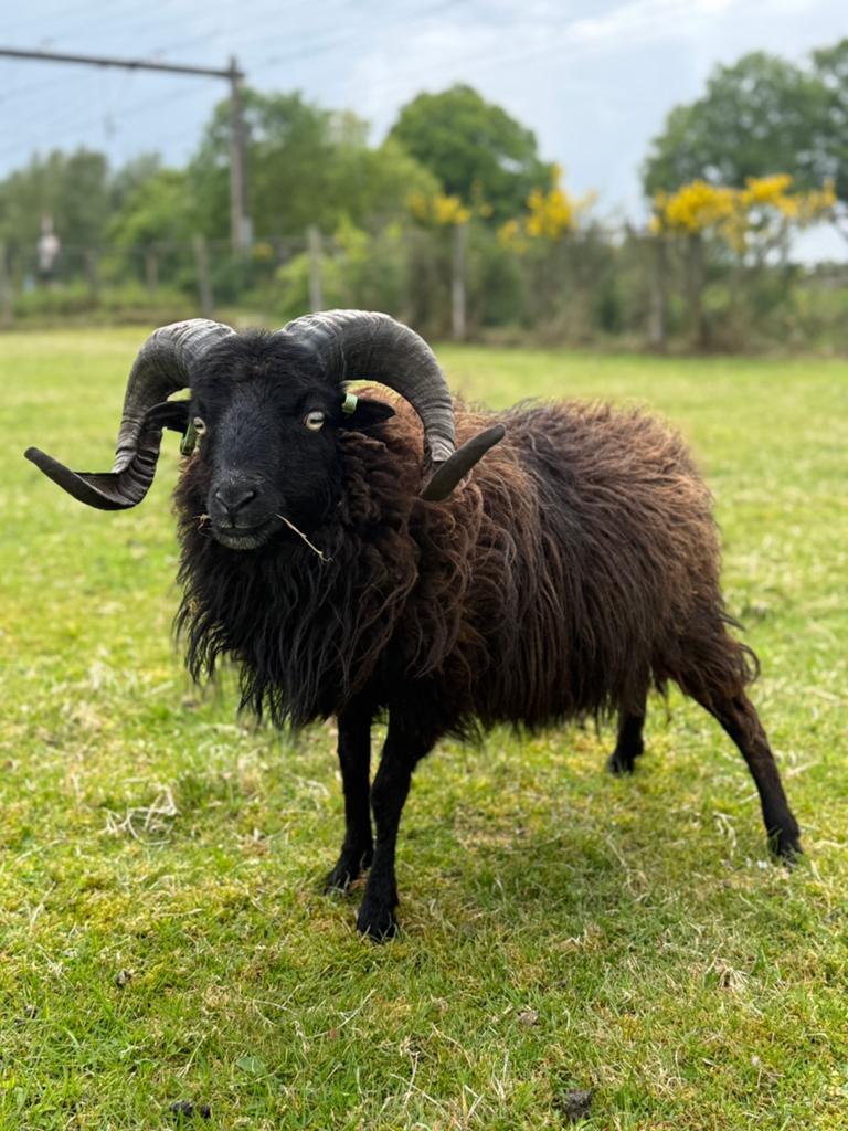 Stamboek ouessant rammen, Dieren en Toebehoren, Schapen, Geiten en Varkens, Mannelijk, Schaap