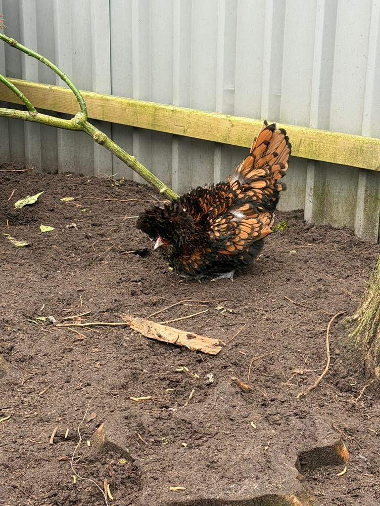 Padua broedeieren 🐣🐥, Dieren en Toebehoren, Pluimvee, Geslacht onbekend, Kip