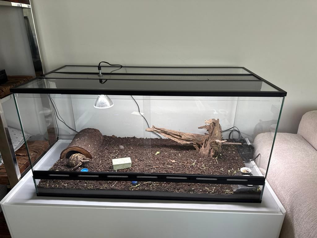 Testudo horsfieldi 2024 + compleet terrarium, Ophalen, Zo goed als nieuw