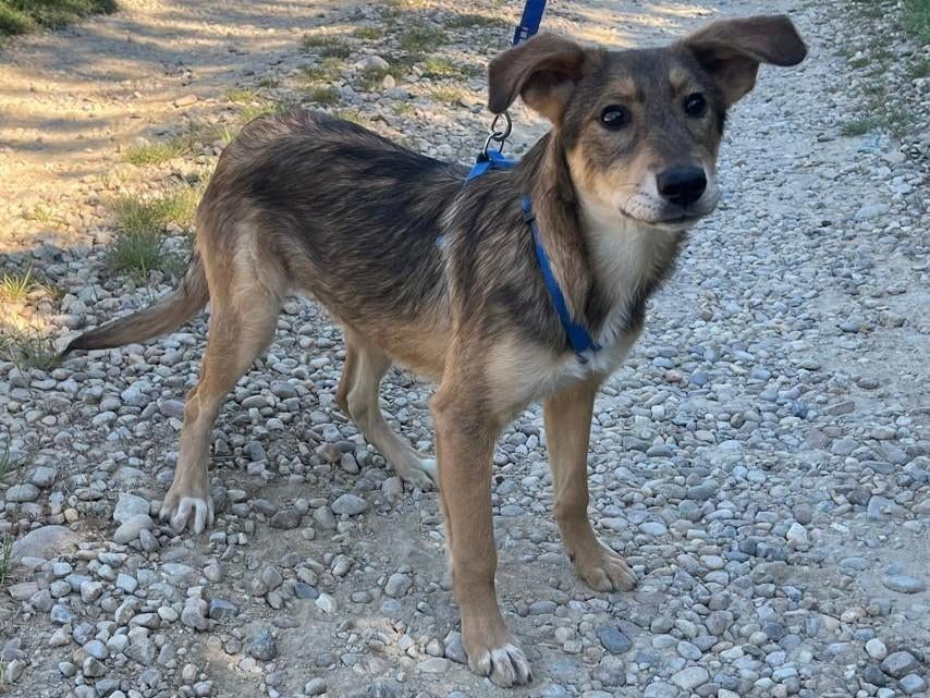 Hond Tara, een lief, vrolijk en sociaal jong meisje, Dieren en Toebehoren, Particulier, 15 weken tot 1 jaar, Buitenland, Teef