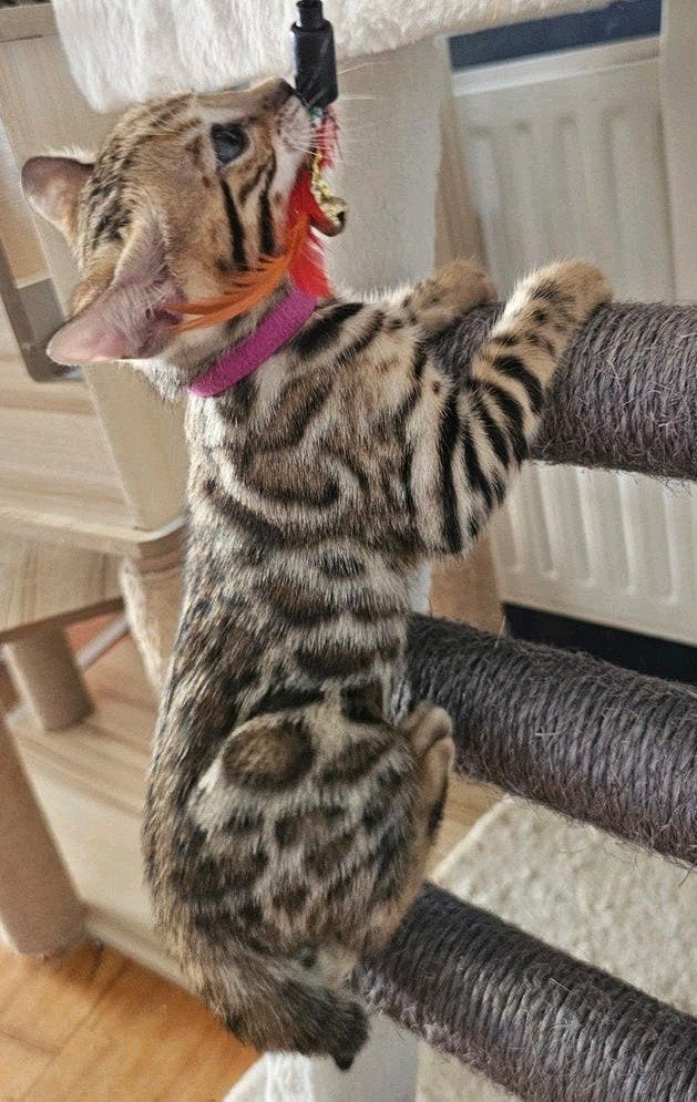 ☆Top ras☆ Bengaalse kittens met stamboom moeder kampioen, Meerdere dieren, Met stamboom