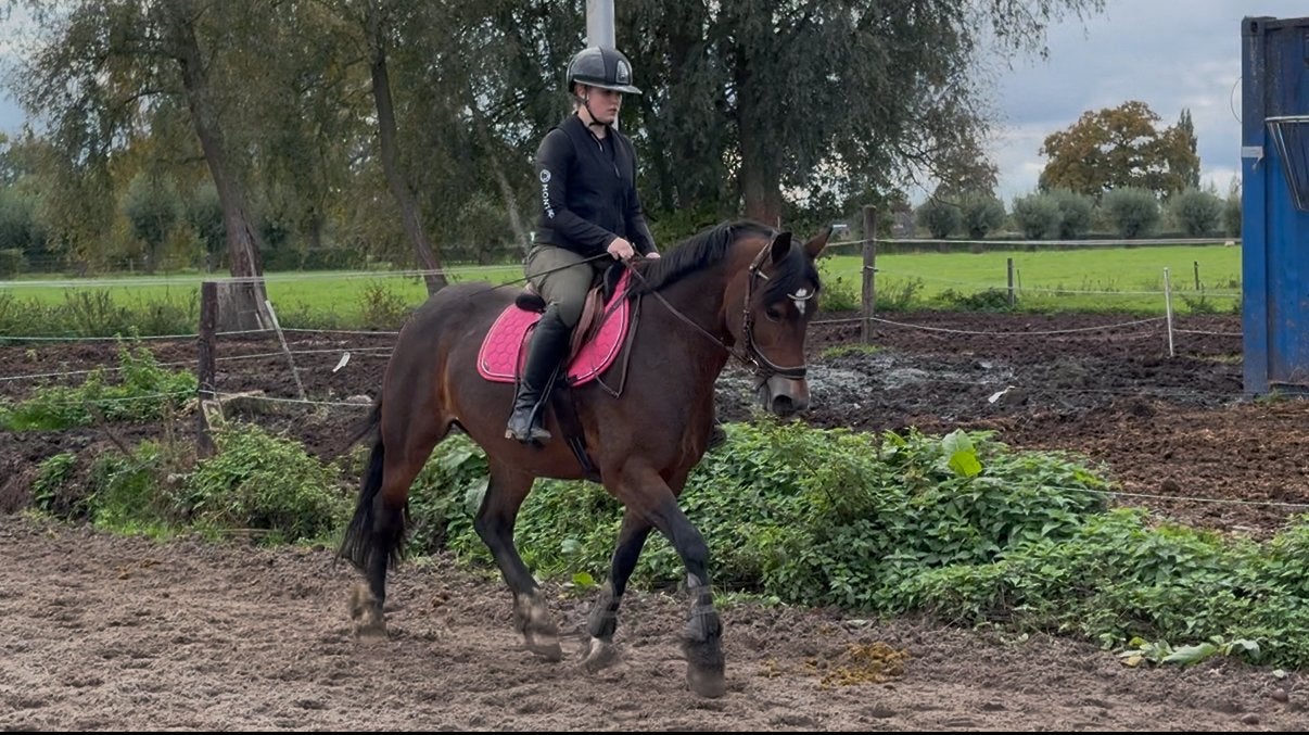 Mega brave E pony zoekt leaser! Verzorgpony, leasepony, Ruiter of Bijrijder