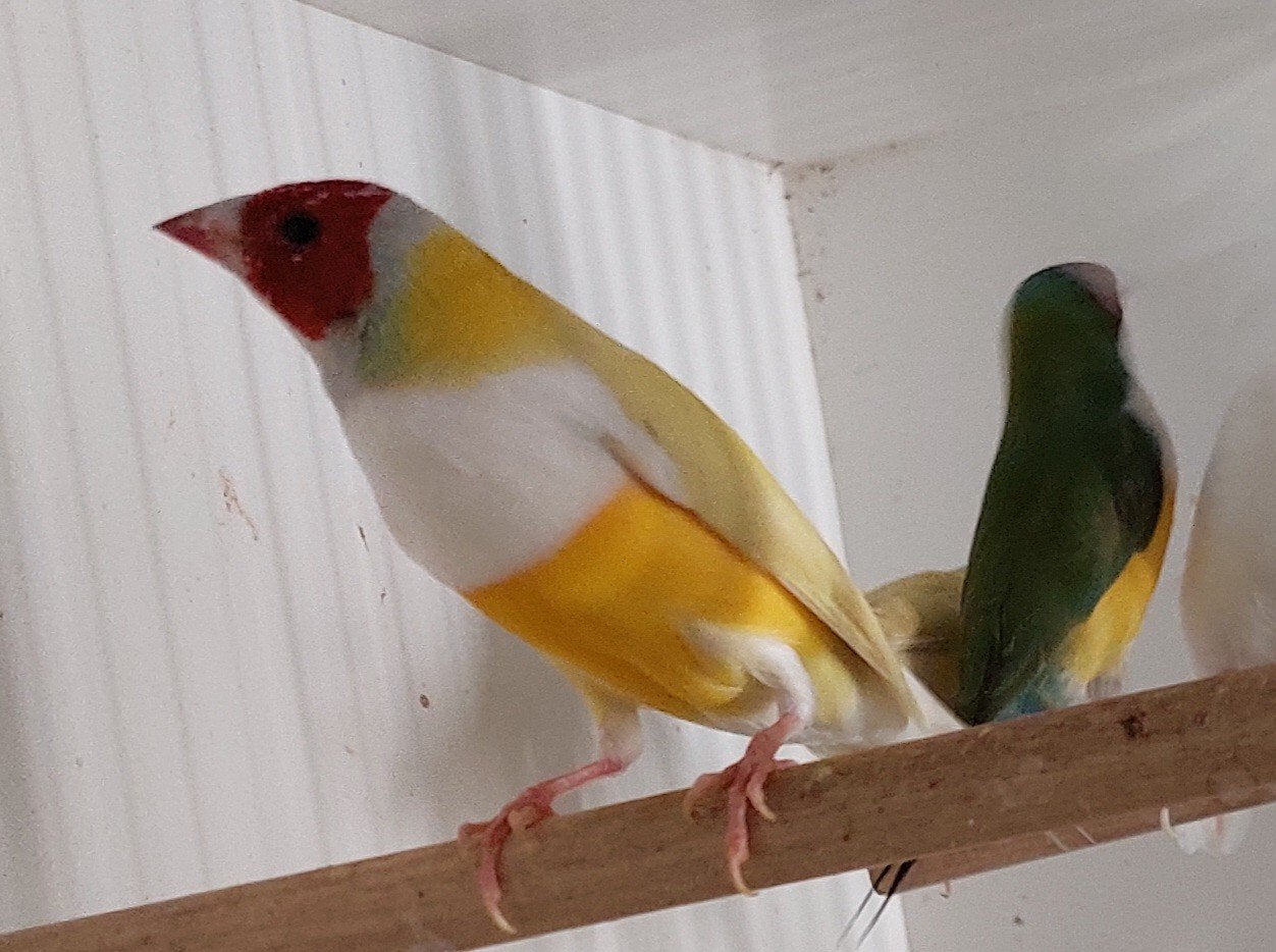 Gele Gouldamadines goulds, Dieren en Toebehoren, Vogels | Overige Vogels, Meerdere dieren, Tropenvogel, Geringd
