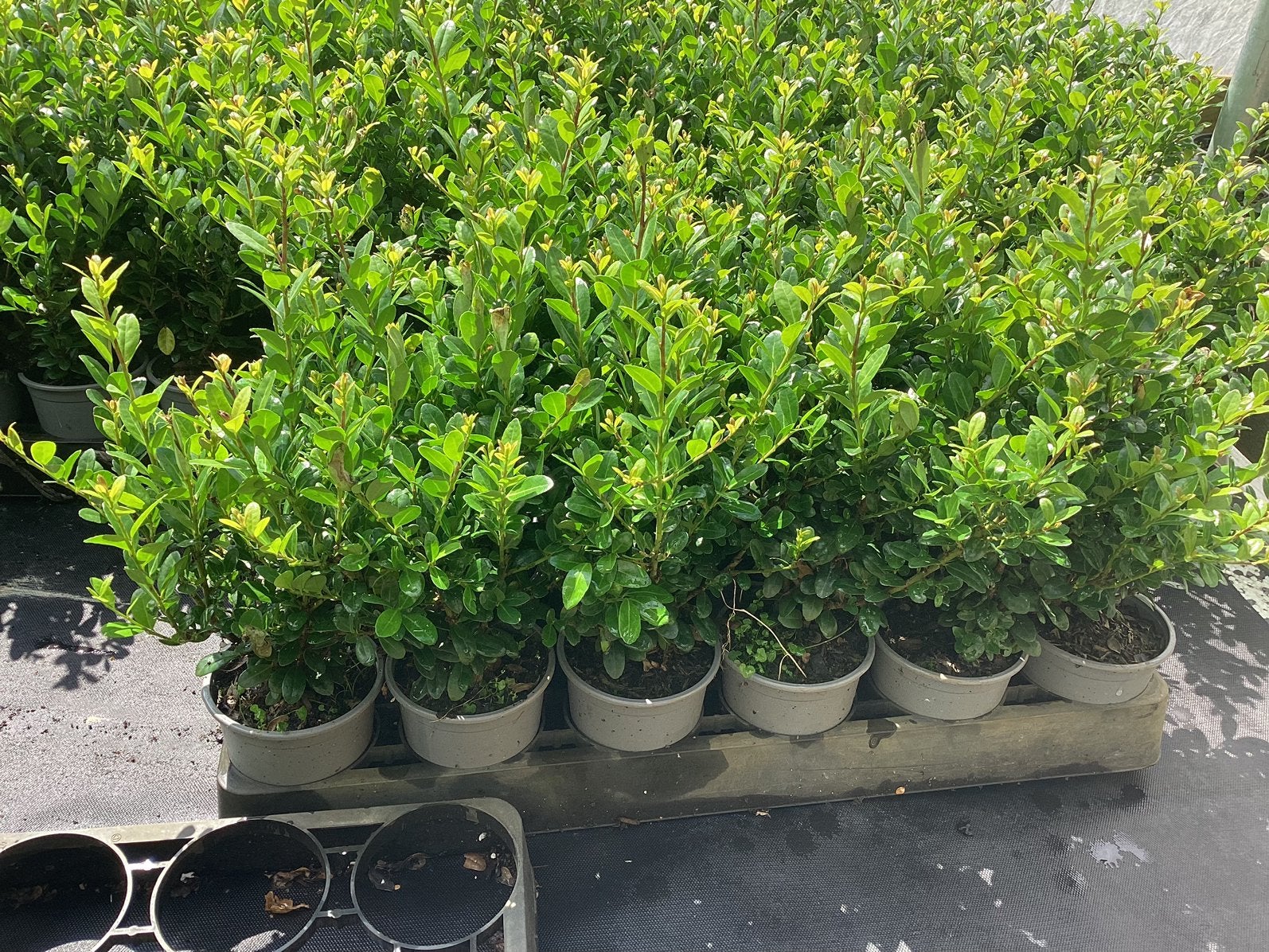Ilex crenata carolina upright japanse hulst, Ophalen, Hulst, Minder dan 100 cm