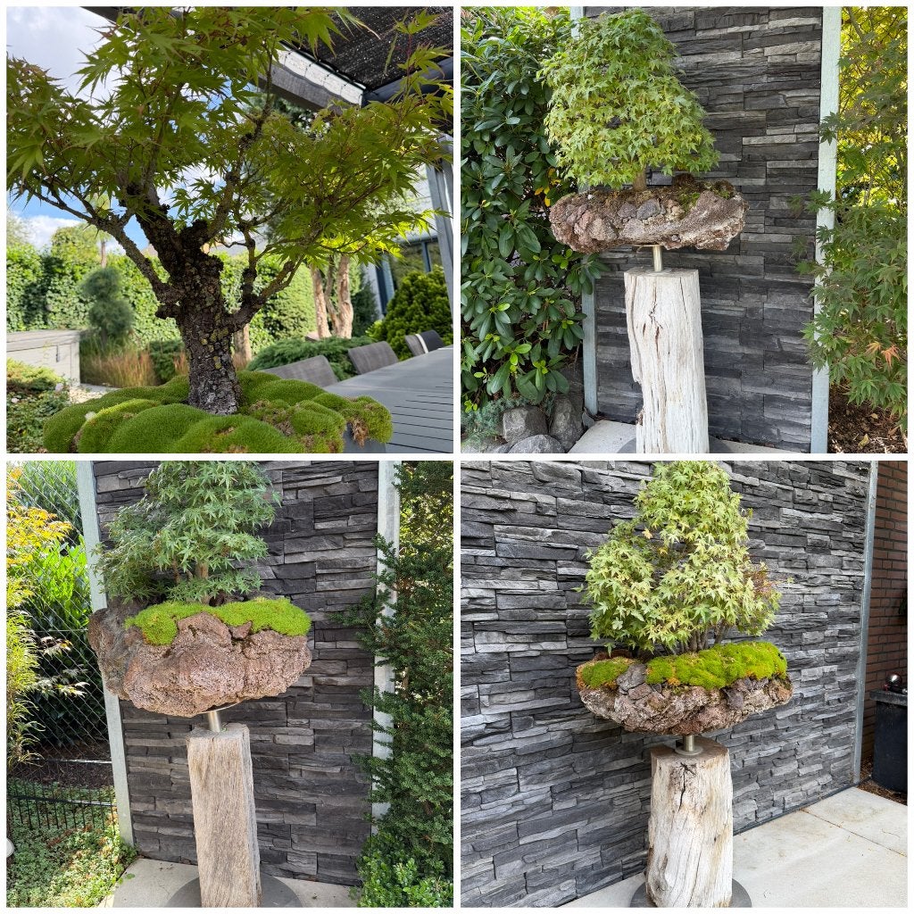 Bonsai verzameling 4 stuks Acer (exclusieve bomen) !!!!, Ophalen, Bonsai, Halfschaduw, Minder dan 100 cm