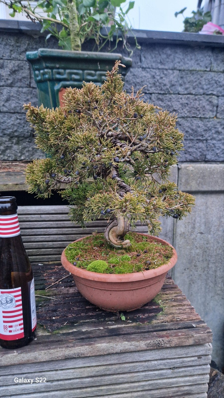juniperus itoigawa, Ophalen of Verzenden, Overige soorten