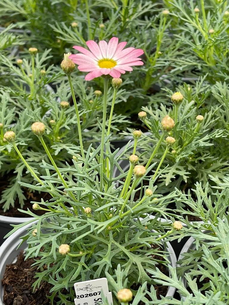 Margriet (4 voor €5) roze, geel en wit, Tuin en Terras, Planten | Tuinplanten, Volle zon, Eenjarig, Zomer, Ophalen