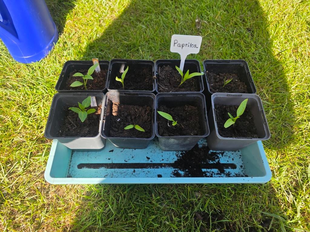 Paprika planten, Tuin en Terras, Planten | Tuinplanten, Ophalen, Eenjarig, Groenteplanten, Volle zon