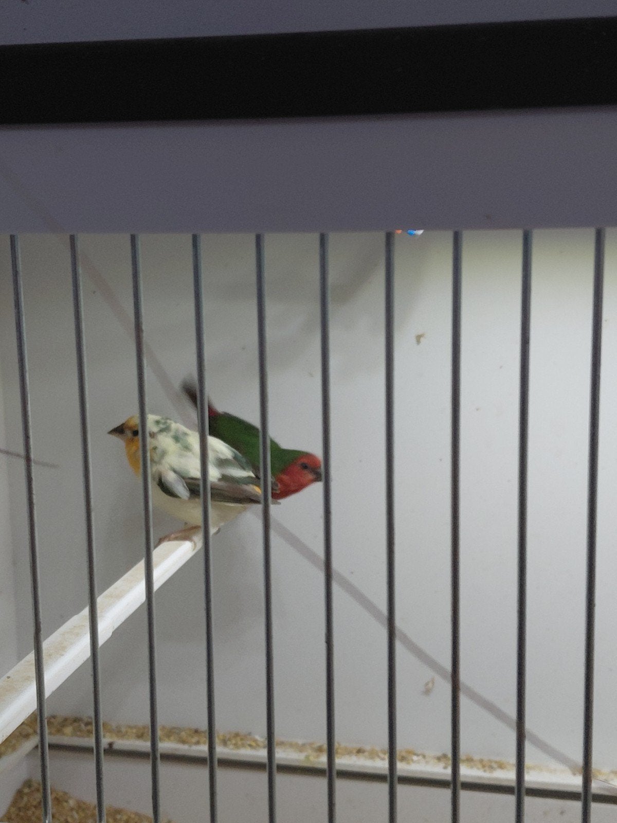 Koppel roodkop papagaaiamadines, Dieren en Toebehoren, Vogels | Overige Vogels, Meerdere dieren