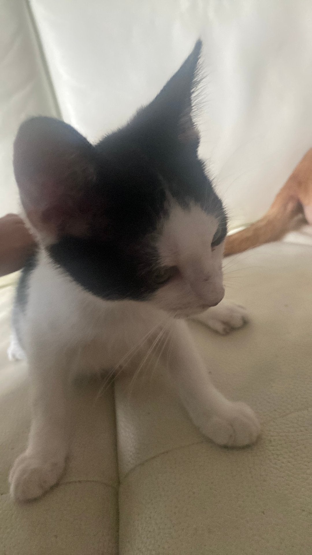 Kittens, Geslacht onbekend