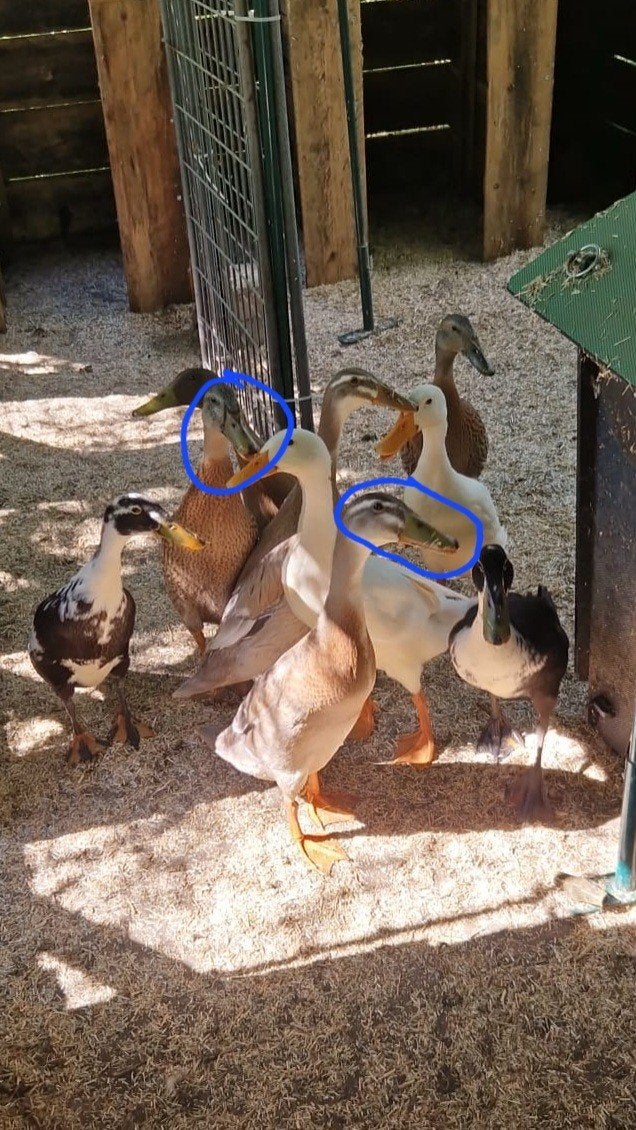 Gratis indische loopeenden, Meerdere dieren, Eend