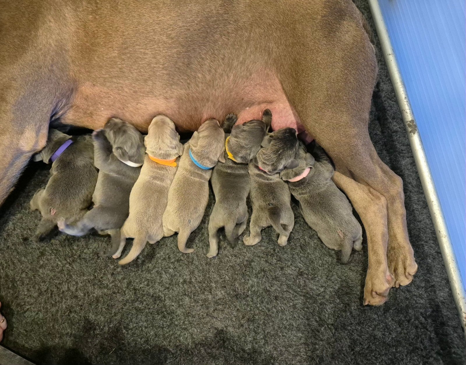 Zeer mooie Labmaraner pups (Labrador x Weimaraner), Parvo, 8 tot 15 weken, Groot, Meerdere