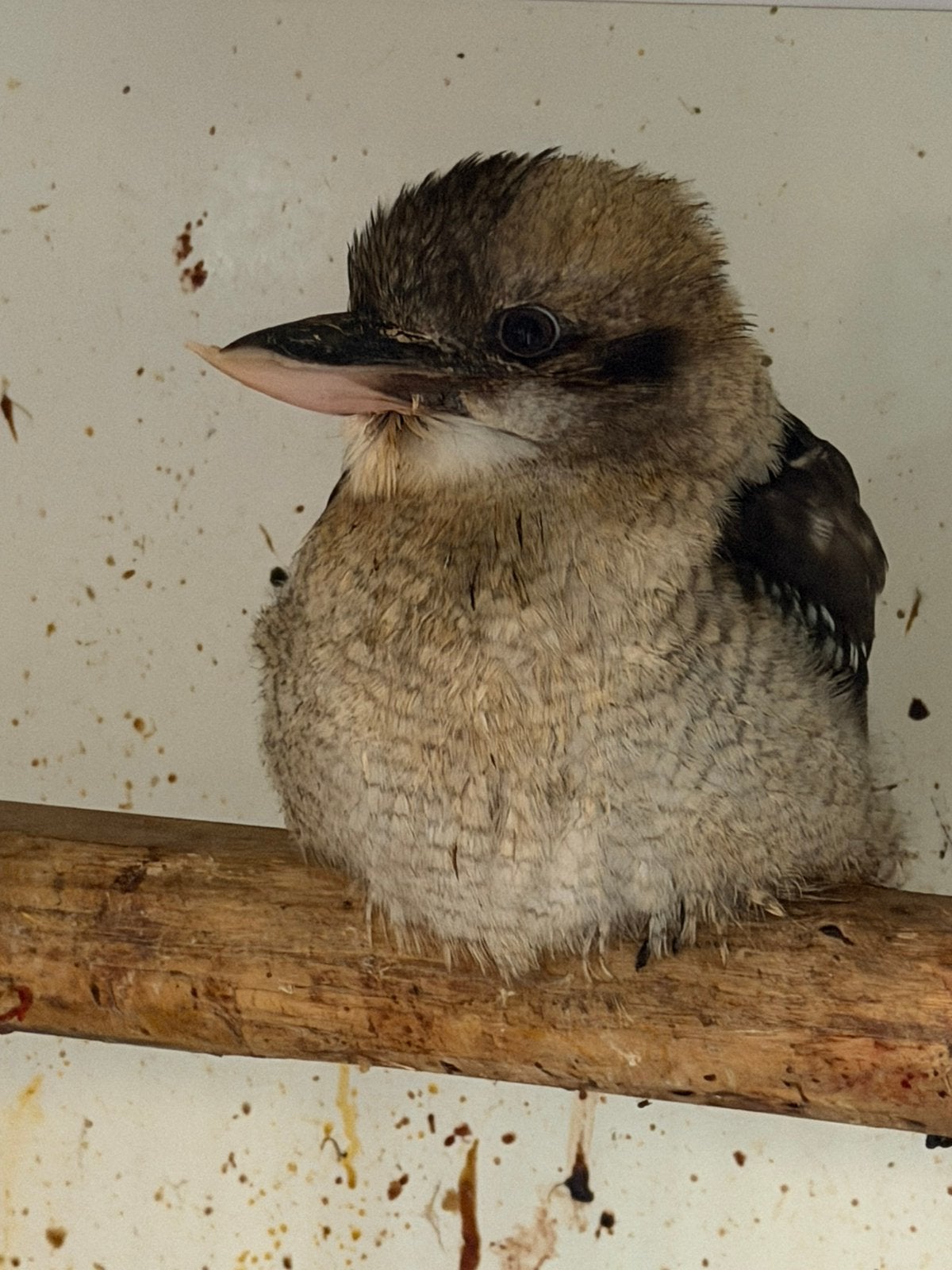 Te koop 2 Kookaburra mannen (2026)., Mannelijk, Geringd