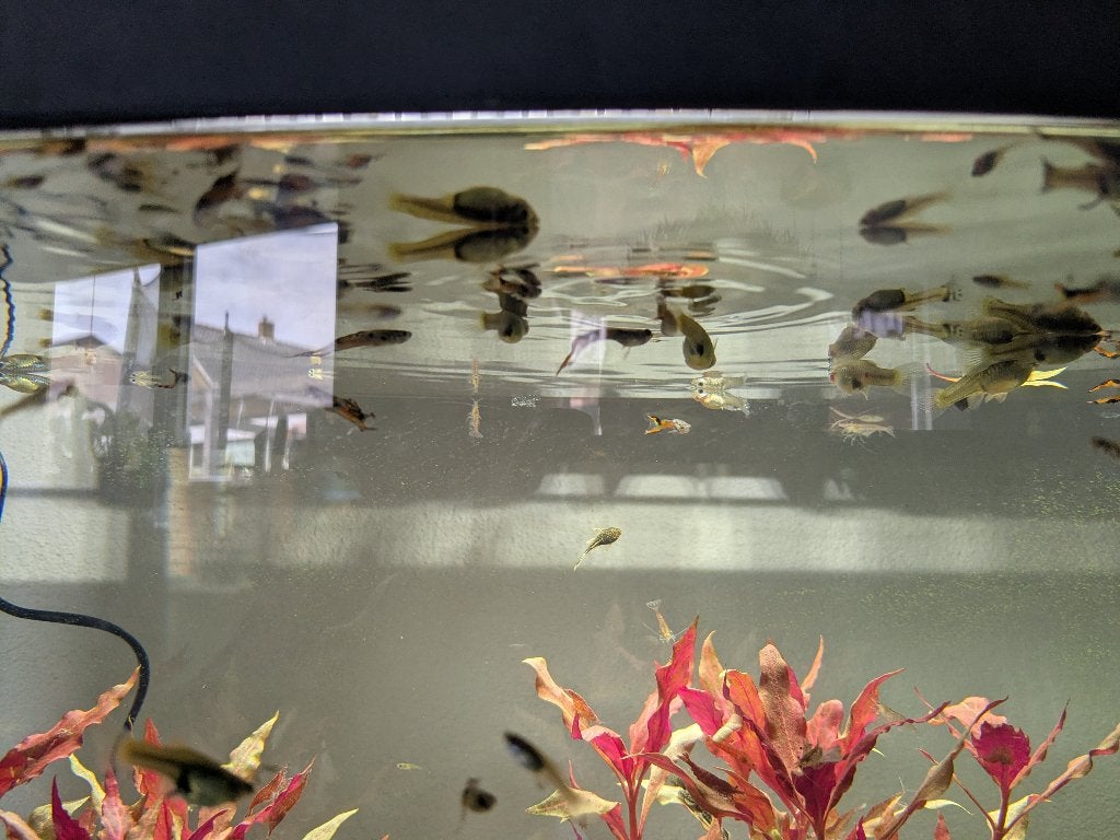 Guppies - Gratis, Vis