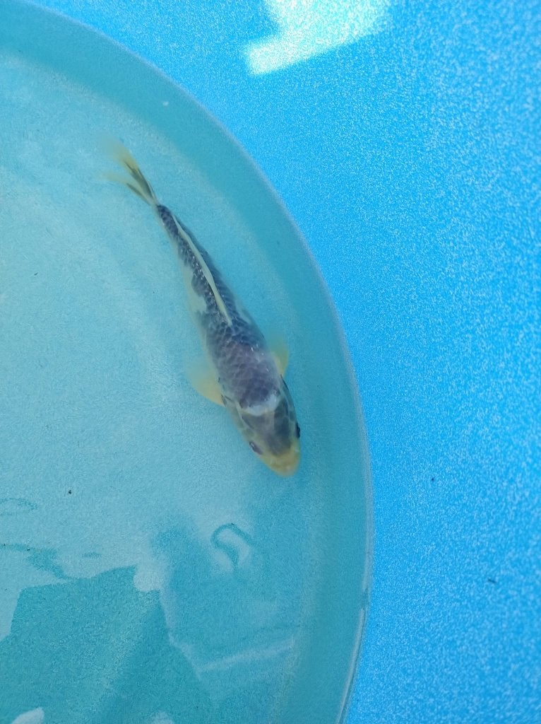 Koi 28cm, Dieren en Toebehoren, Karper of Koi