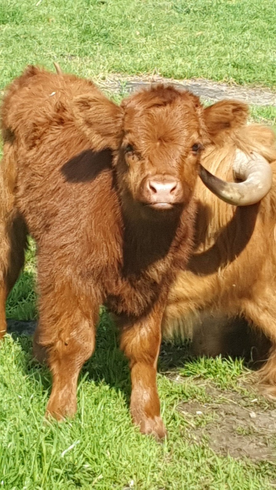 mooi koppel schotsehooglanders tekoop!, Meerdere dieren, 0 tot 2 jaar