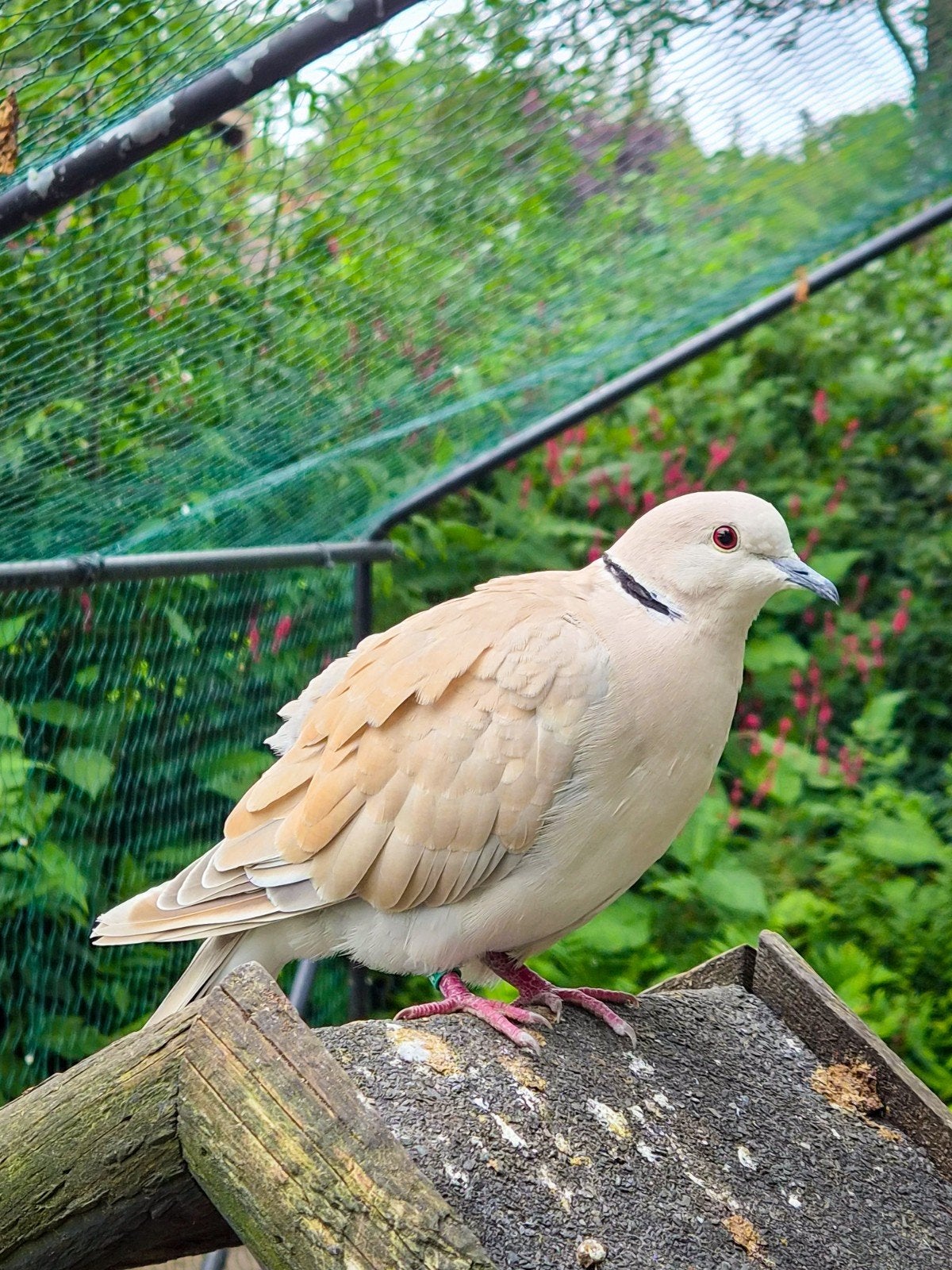 Lachduiven / Tortelduiven / Turksetortels te koop, Dieren en Toebehoren, Vogels | Duiven, Meerdere dieren