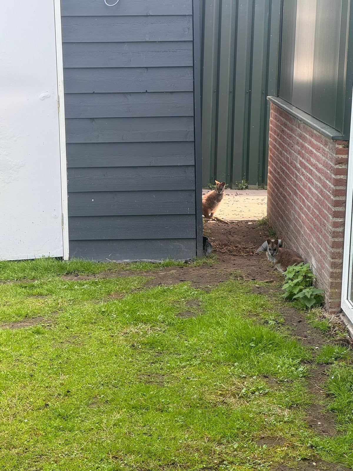 Parma wallaby, Dieren en Toebehoren, Overige Dieren, Juni
