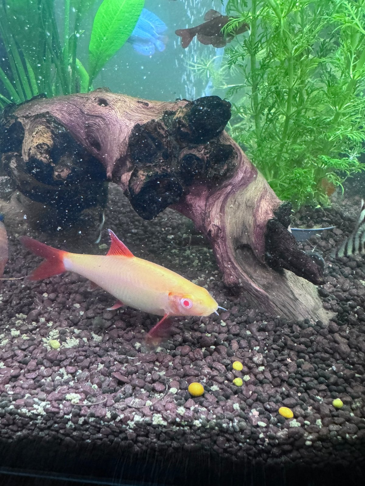 Mooi albino vuurstaart, Vis
