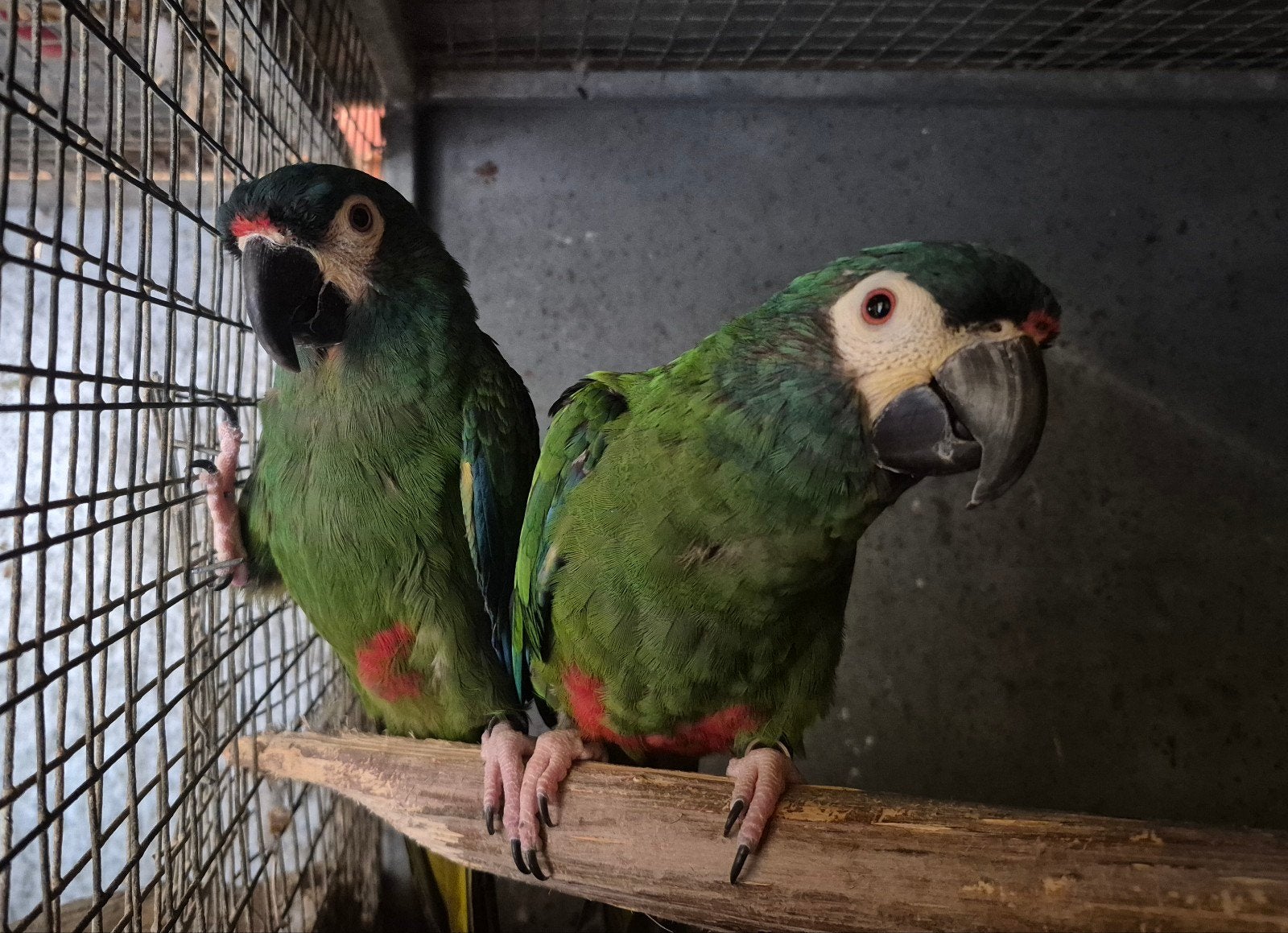 broedrijp koppel ara maracana's ( ruil poicephalus soorten), Meerdere dieren, Papegaai, Geringd