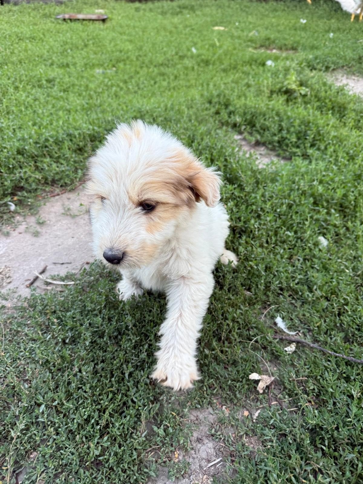 Doodle mix Kleinblijvende-puppy's reuen, Dieren en Toebehoren, Honden | Niet-rashonden, Particulier, 8 tot 15 weken, Buitenland