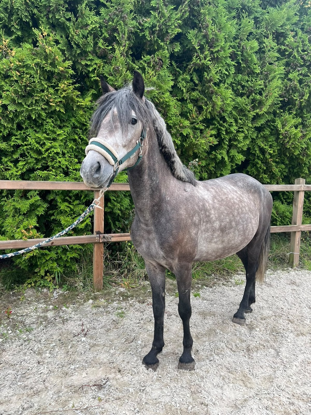 Stoere 5 jarige schimmelruin., Gechipt, B, Ruin, 3 tot 6 jaar