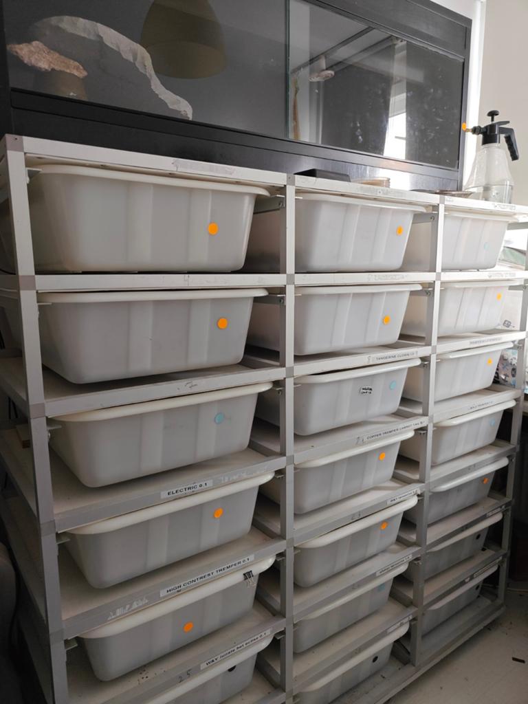 Complete Gecko Kweekset – 25 Geckos+Toebehoren, Dieren en Toebehoren, Ophalen, Zo goed als nieuw, Overige typen