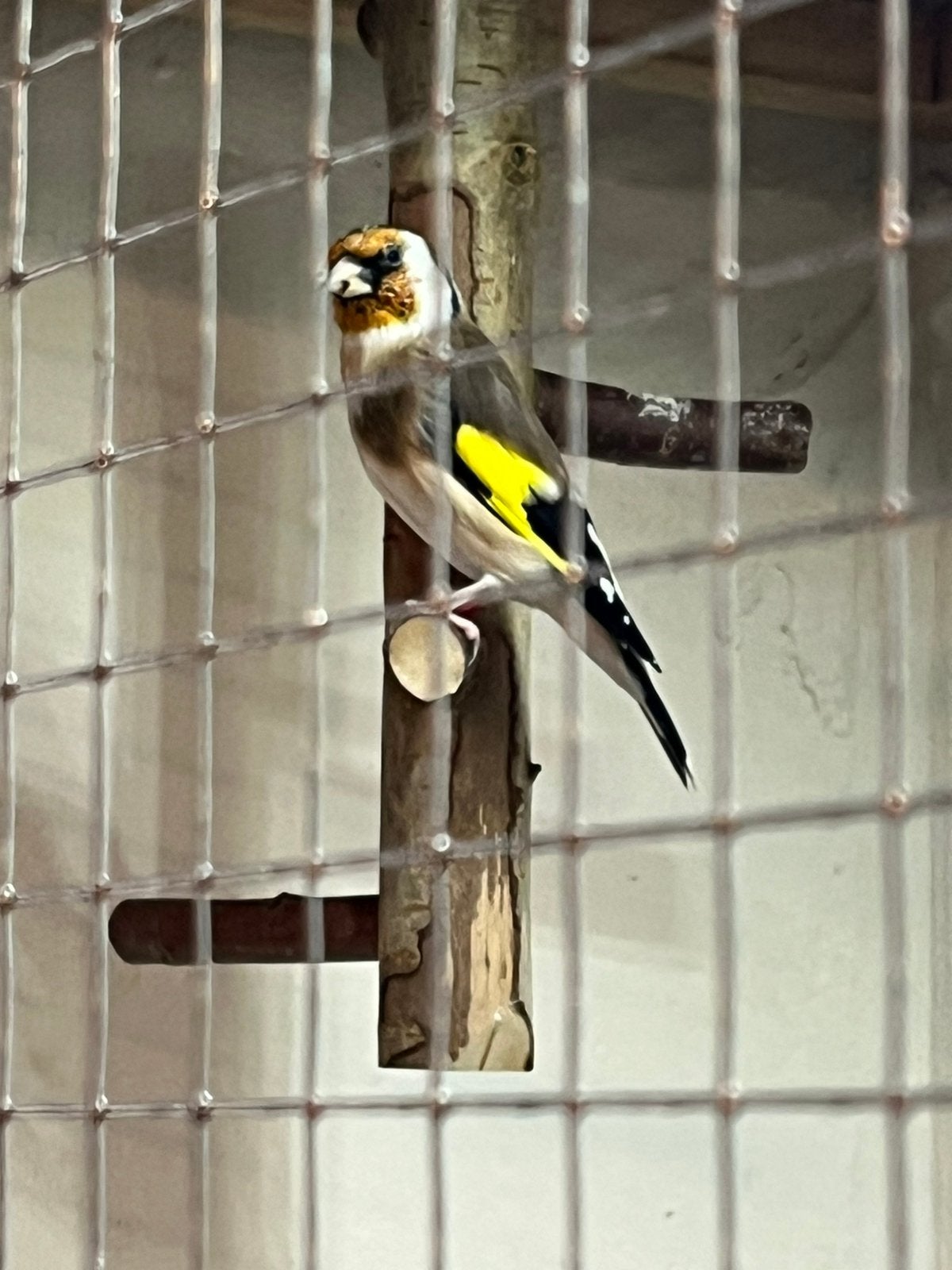 Majoor putter, Dieren en Toebehoren, Mannelijk, Wildzangvogel