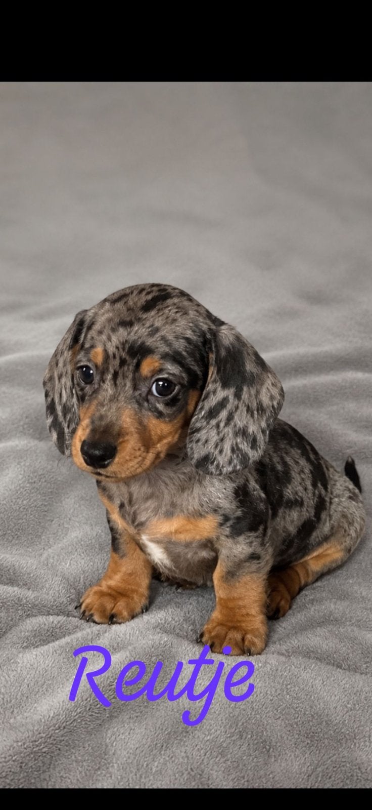 3 prachtige kanichen teckel reutjes, Kaninchen, Parvo, 8 tot 15 weken, Korthaar