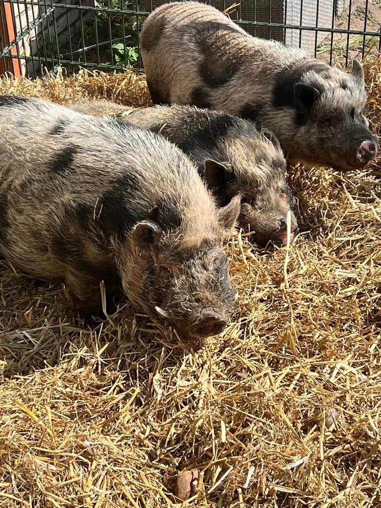 Gratis op te halen, Dieren en Toebehoren, Vrouwelijk, Geit