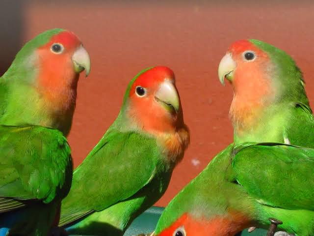 GEZOCHT: broedrijpe roseicollis pop, Dieren en Toebehoren, Vrouwelijk