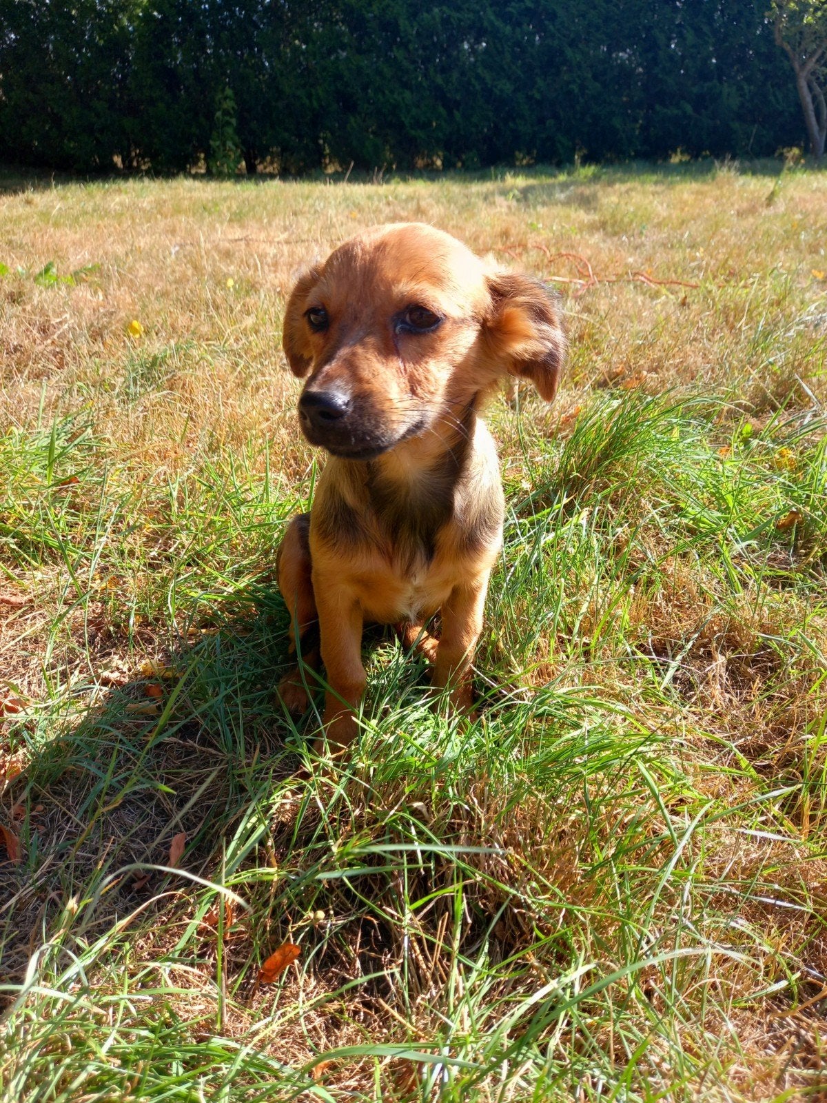jack Russel kruising pups., Parvo, Jack Russell Terriër, 8 tot 15 weken, Meerdere