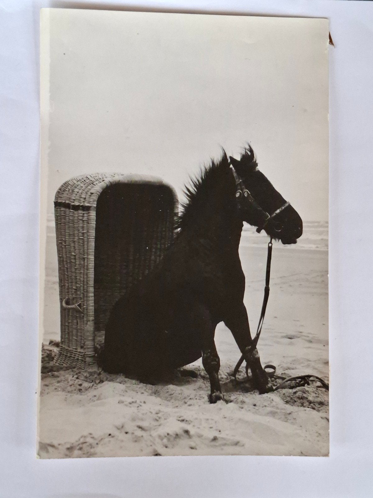Persfoto- paard- pony- dier- strand- zee- stoel- Nederland, Ophalen of Verzenden, Paard, Overige typen
