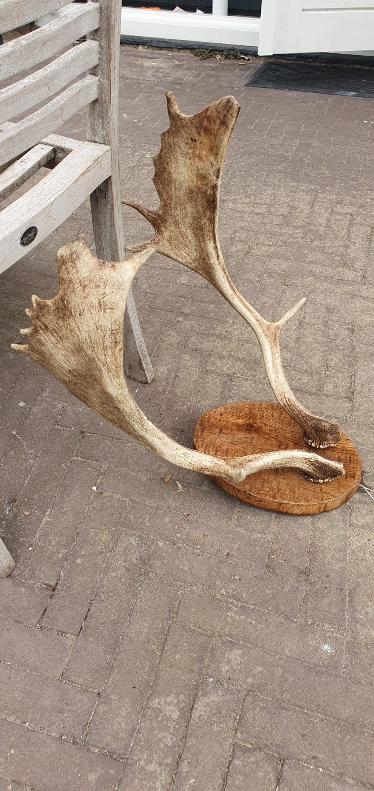 Gewei van hert op houten schild, Ophalen of Verzenden