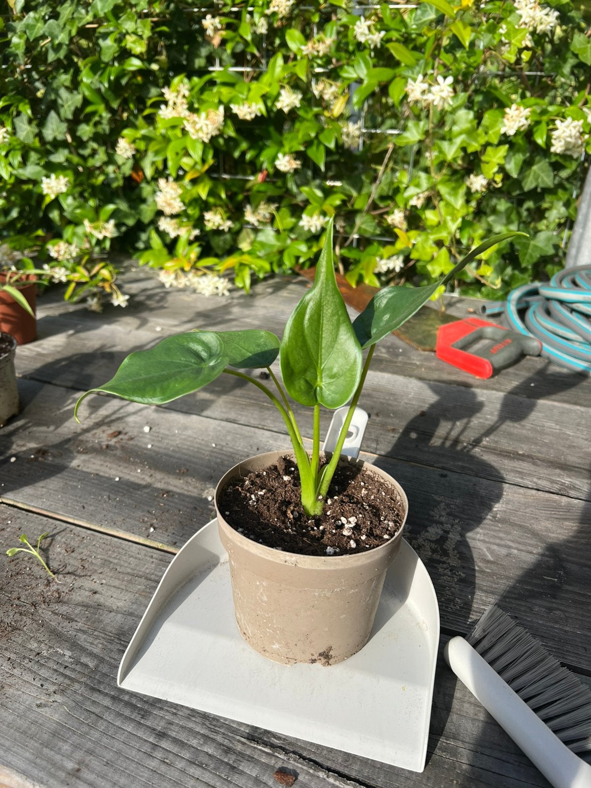 Alocasia - grote stek, Huis en Inrichting, Kamerplanten, Ophalen, Halfschaduw, Minder dan 100 cm