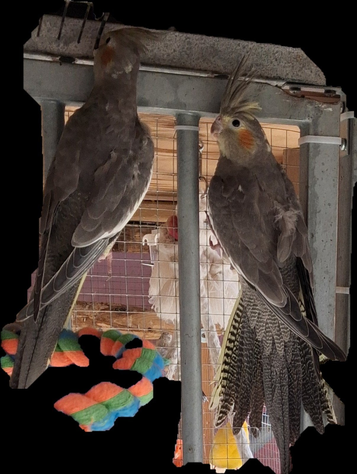 jpong valkparkieten, Dieren en Toebehoren, Vogels | Overige Vogels, Geslacht onbekend